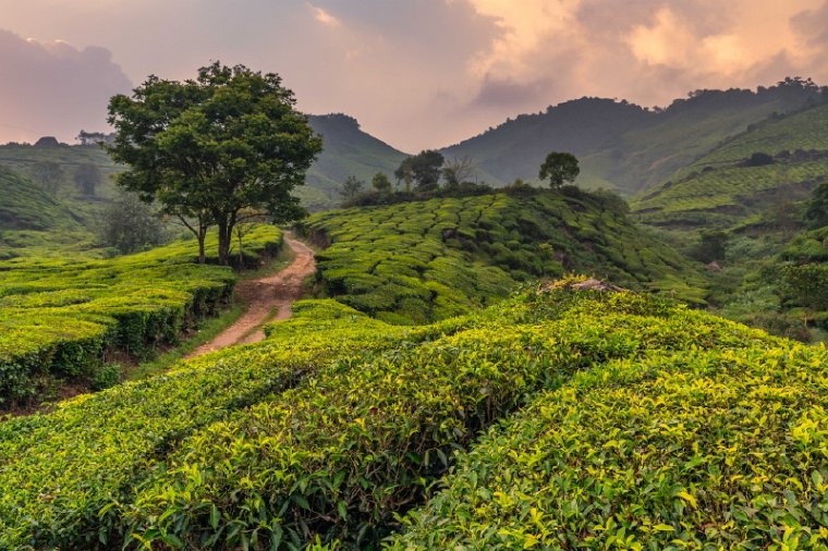 087 Munnar.jpg